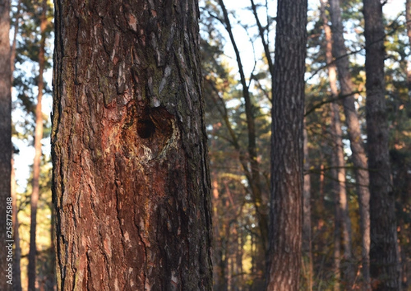 Fototapeta huge hollow - housing squirrels or birds in a large coniferous tree in the autumn forest