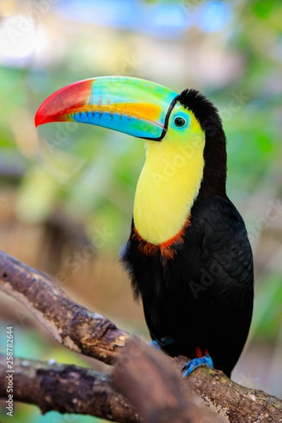 Fototapeta Tukan