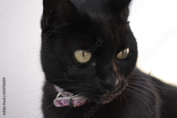 Fototapeta descubriendo 2