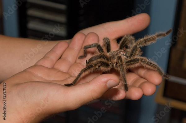 Obraz Reptilienschau