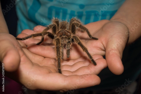 Obraz Reptilienschau