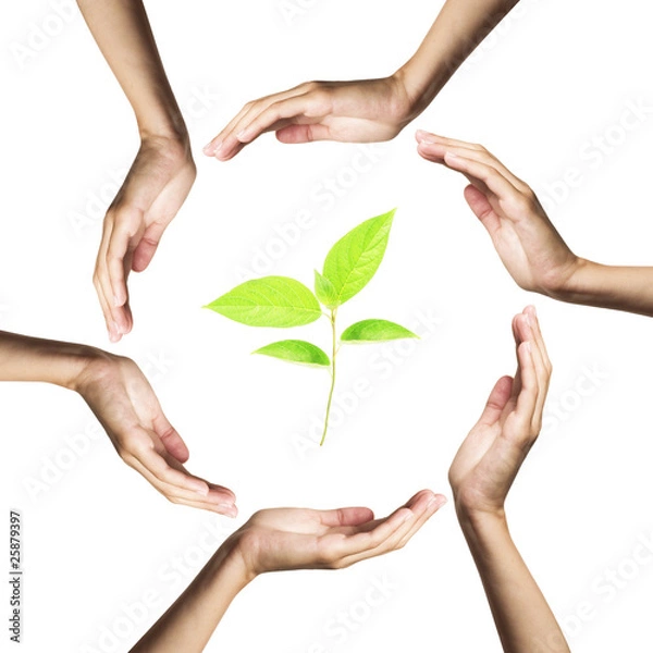 Fototapeta green plant surrounded by hands.