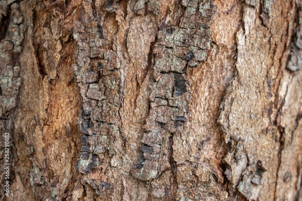 Obraz Tree stem texture