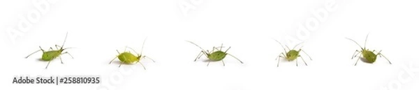 Obraz mszyca zielona