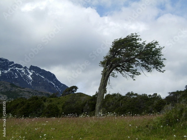 Obraz flag tree, patagonia