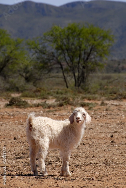 Obraz Angora Kid