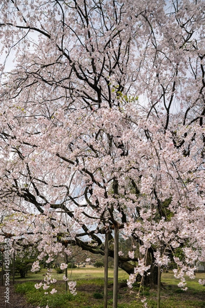 Fototapeta しだれ桜