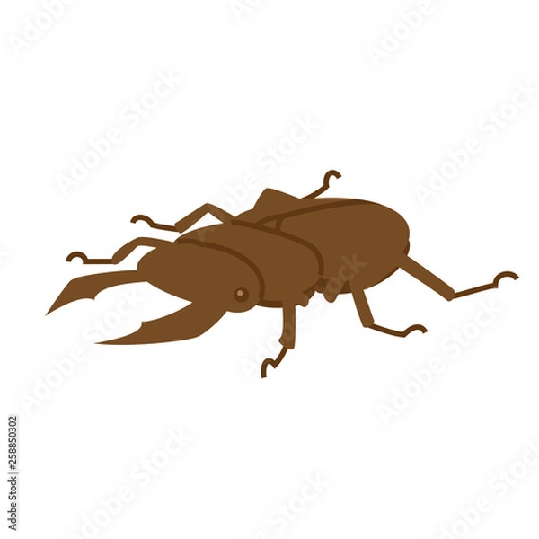 Fototapeta クワガタ