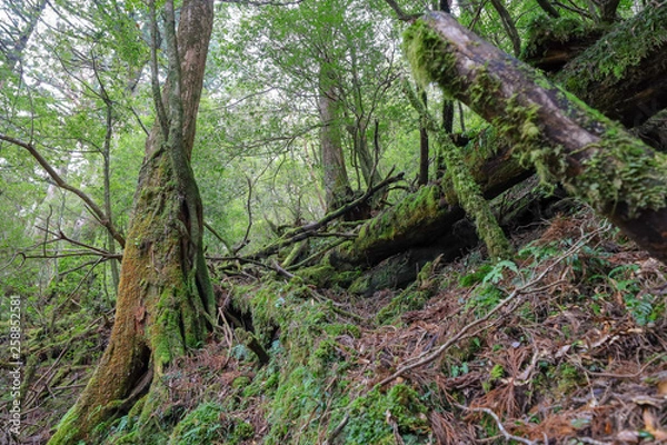 Fototapeta 屋久島の森