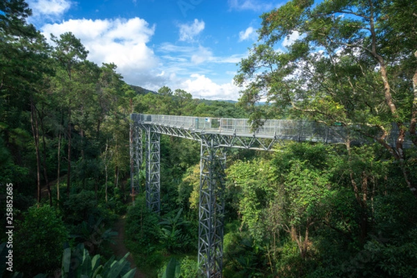 Obraz Canopy walkway at the impressive Queen Sirikit Botanic Gardens in the mountains. It has also now been recognised as the longest suspended walkway in Thailand.