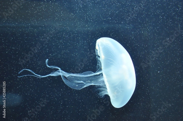 Obraz Jellyfish
