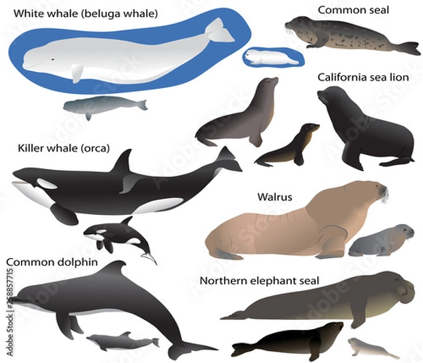 Fototapeta Collection of marine mammals and its cubs in colour image: california sea lion, common seal, walrus, northern elephant seal, white whale (beluga), killer whale (orca), common dolphin