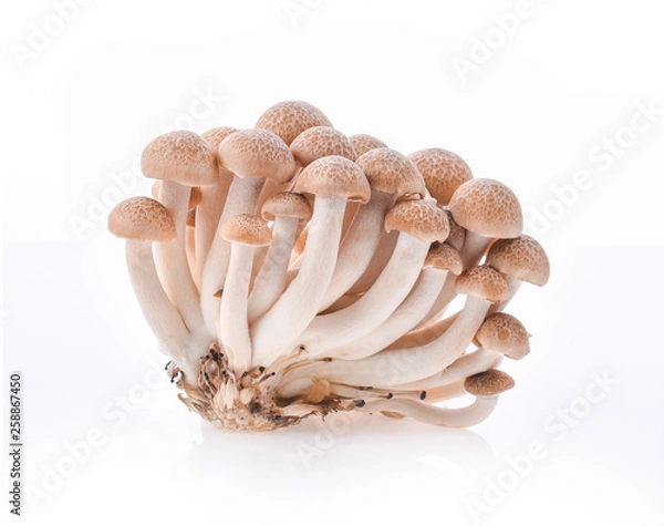 Fototapeta Bunashimeji mushroom isolated on white background.