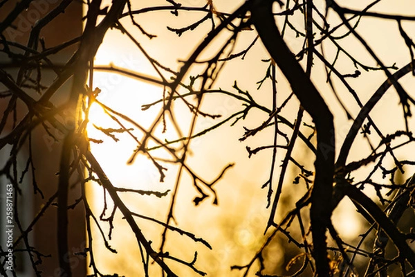 Fototapeta The branches of the Apple tree in the beautiful sunlight at sunset. Winter, trees bare and without leaves. Many branches of different size and shape. Nice yellow and orange light falling from the side