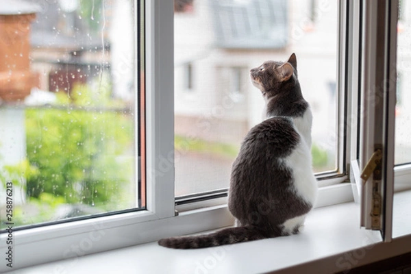 Fototapeta Cat sits on the windowsill near an open window, for which goes rain