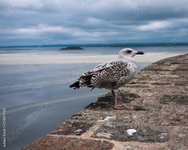 Obraz Seagull on stone wall