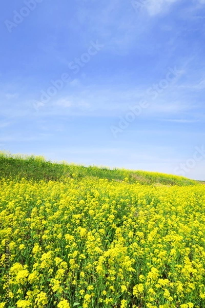 Fototapeta 菜の花咲く春の江戸川土手風景