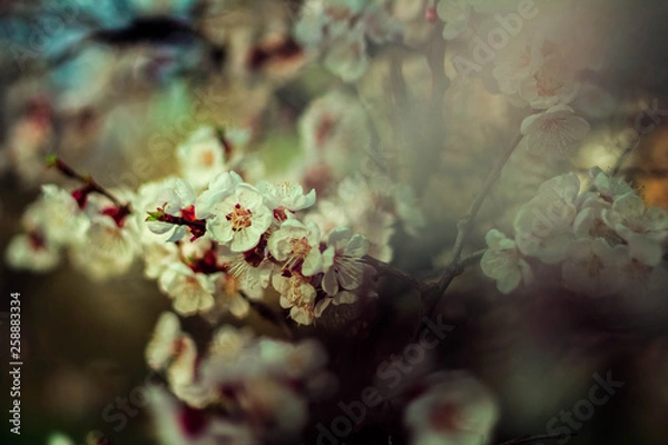 Obraz flowers on tree