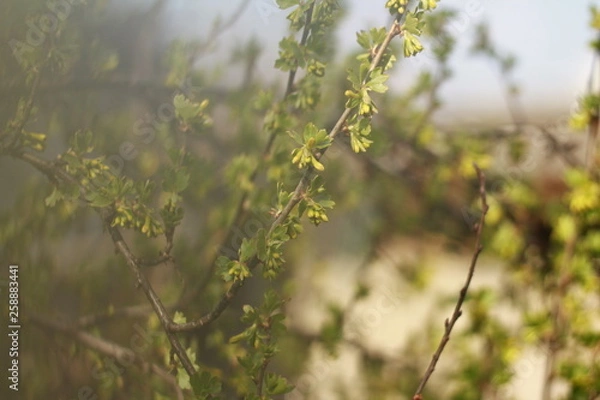 Fototapeta yellow flowers in spring