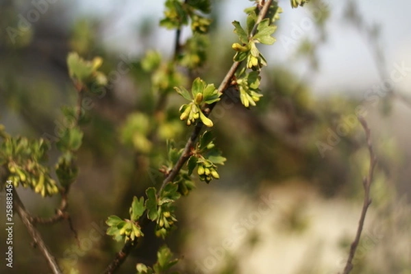 Fototapeta branch of a tree in spring