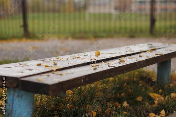 Fototapeta bench in the park