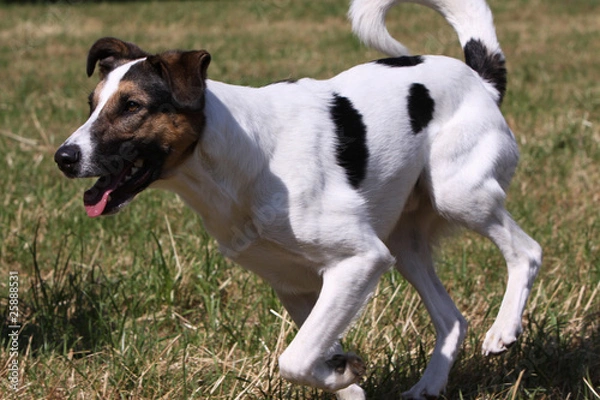 Fototapeta Podenco Mischling