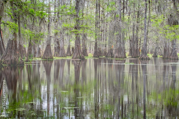 Obraz  Forests in swamp under cloudy sky