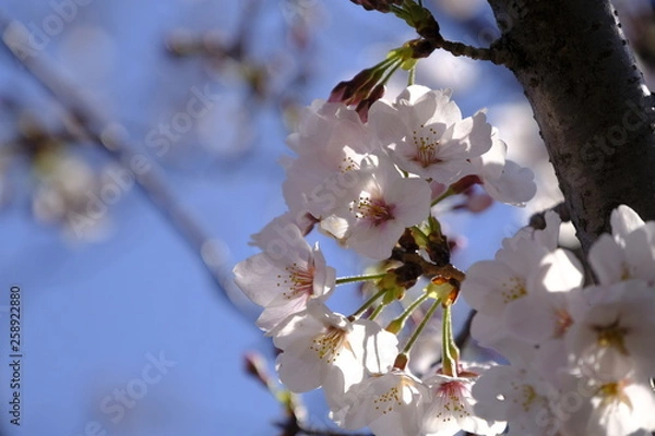 Obraz 桜