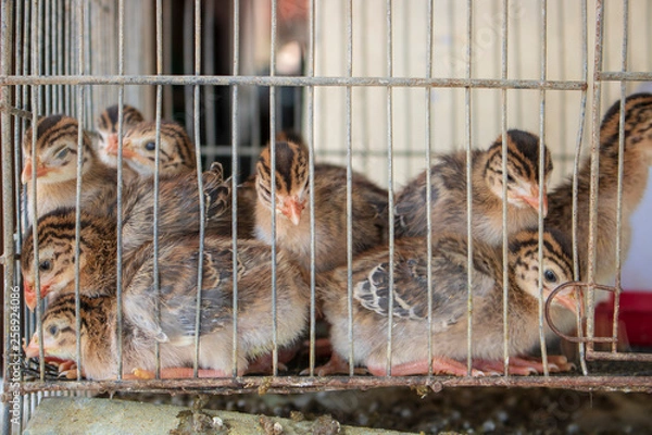 Obraz Quail in a cage