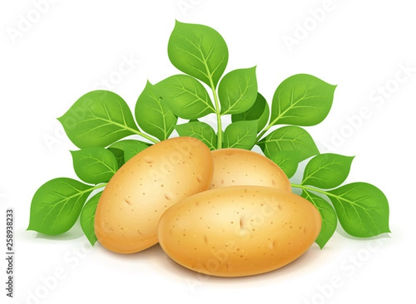 Fototapeta Three potatoes with leaves. Useful vegetable. Vegetarian food ingredient. Agriculture plant. Natural product. Isolated white background. Eps10 vector illustration.
