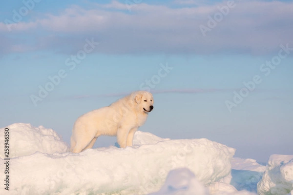 Obraz Beautiful and free maremmano abruzzese dog standing on ice floe and snow on the frozen sea background at sunset