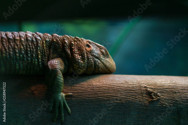 Obraz green sleeping iguana on a tree