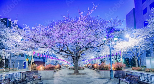 Fototapeta 夜桜ライトアップ