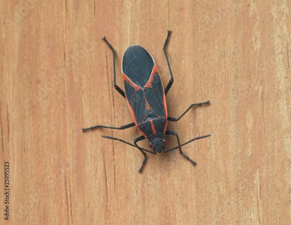 Obraz Boisea trigittata - Boxelder Bug