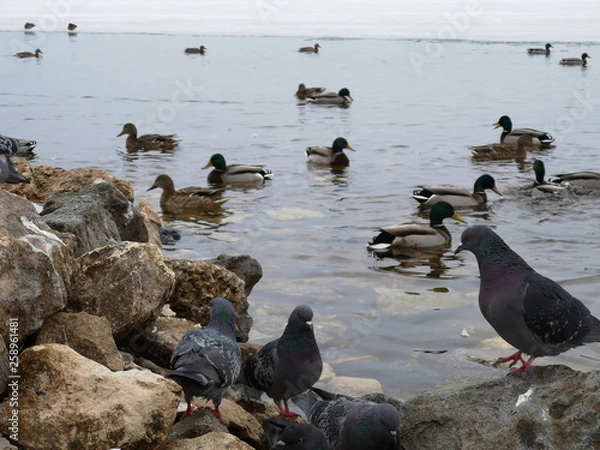 Fototapeta Pigeons and ducks in warm sewage in a frozen lake in winter in March
