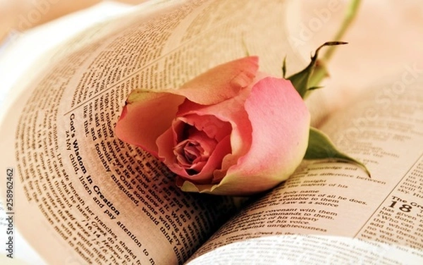 Obraz Pink rose on bible