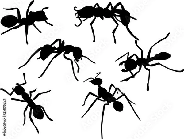 Obraz ant silhouette collection vector