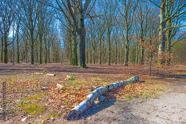 Fototapeta Path in a forest below a blue cloudy sky in sunlight in spring