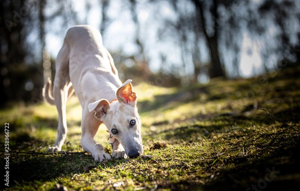 Fototapeta The Whippet