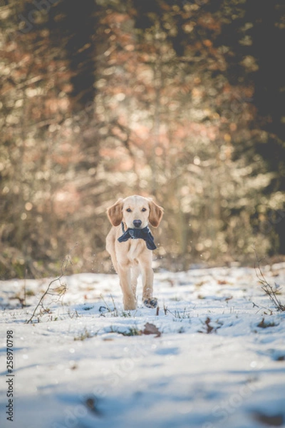Fototapeta Puppy playing in Snow