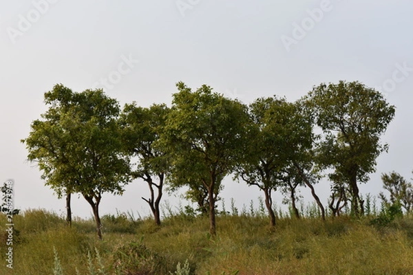 Obraz Trees in the Field