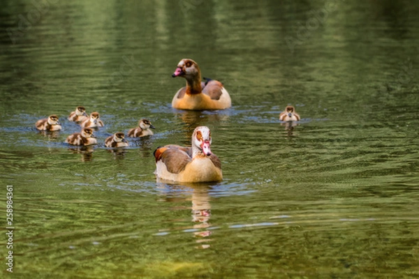 Obraz ducks in pond