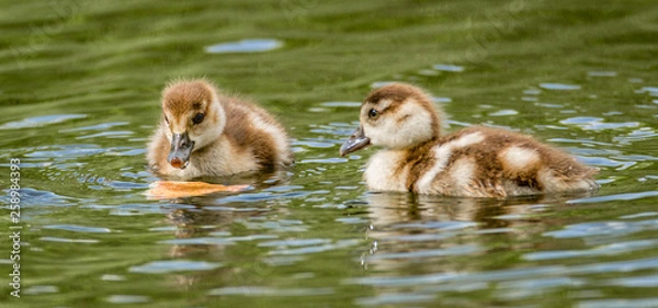 Obraz two ducks in the pond