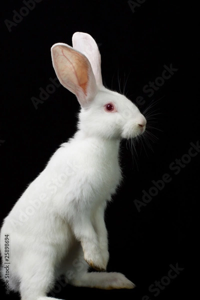 Fototapeta White rabbit