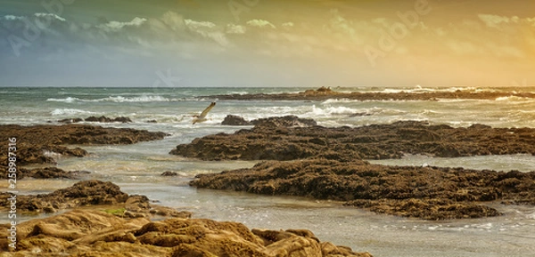 Obraz rocks,sea and bird
