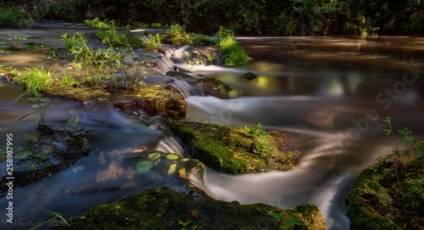Obraz river in the forest
