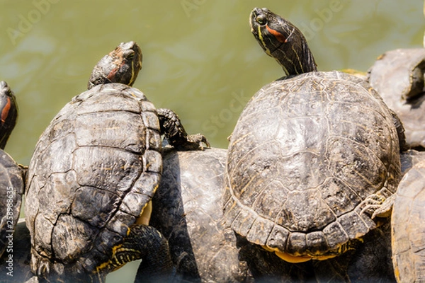 Obraz two turtle on the rock