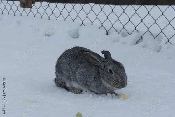 Fototapeta Grey rabbit sitting on the snow. Breeding rabbits on the farm.
