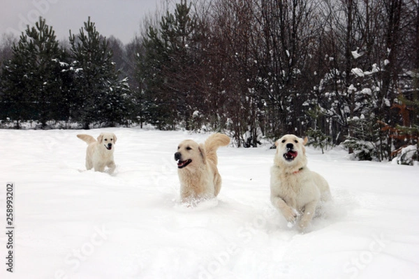 Obraz three best white golden retriever dogs running at us in the white snow in winter