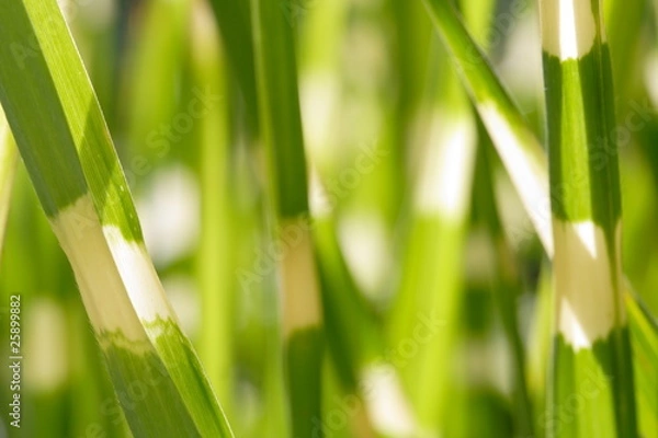 Obraz Miscanthus / Zebragras